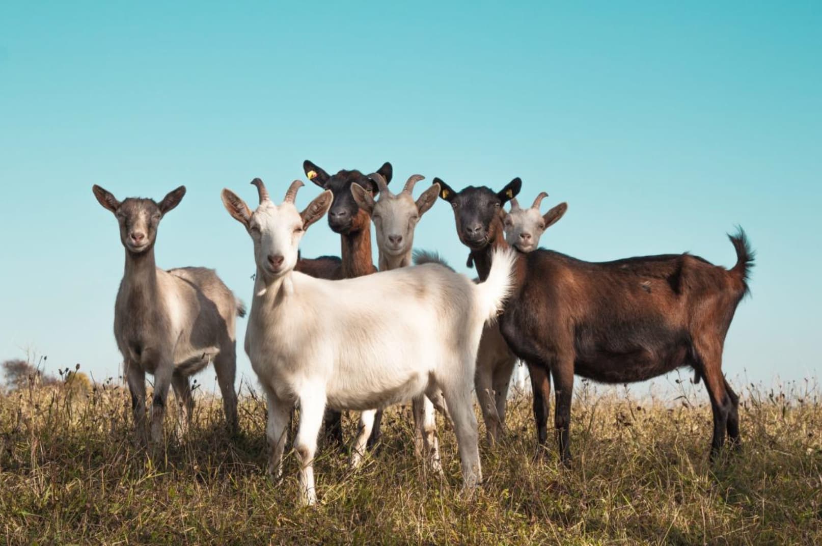 group of goats